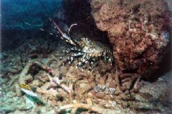 Painted Cray out and about, Bundegi reef, Exmouth. MX10 W... by Natasha Tate 